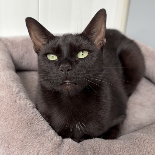 Cinder - Domestic Short Hair (DSH) Cat