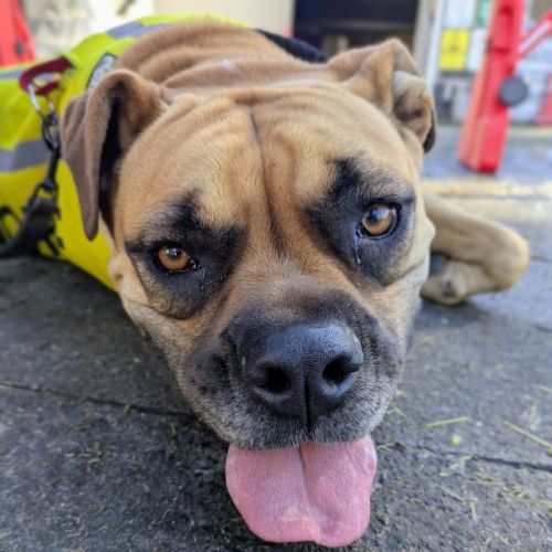 Zamm - Boxer Dog