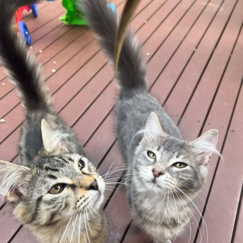 Star & Silver - Domestic Medium Hair (DMH) Cat