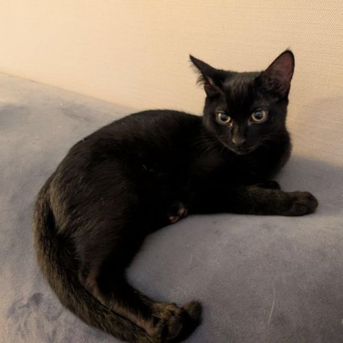 Evie - Domestic Short Hair (DSH) Cat