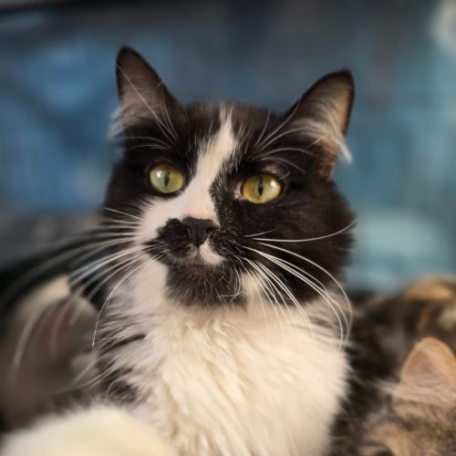 Lilac - Domestic Medium Hair (DMH) Cat