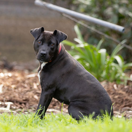 Sophie - American Staffy Dog