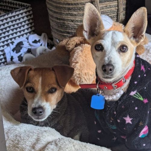Rocky & Mala - Jack Russell Terrier Dog