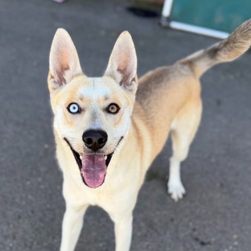 Warrick - Siberian Husky Dog