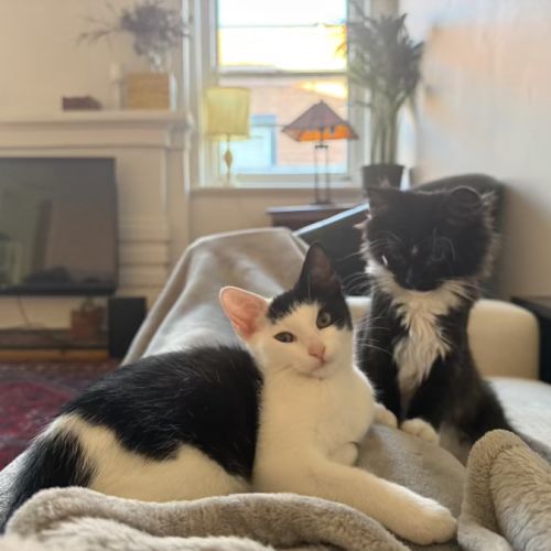 Pumpkin and Feta - Domestic Short Hair (DSH) Cat