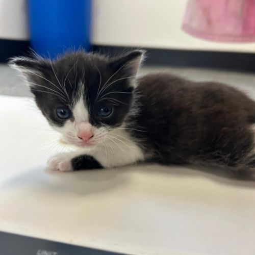 Vidia - Domestic Short Hair (DSH) Cat