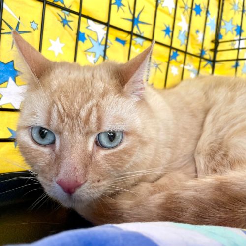 Diego  - Siamese Cat