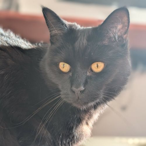 Trude - Domestic Short Hair (DSH) Cat