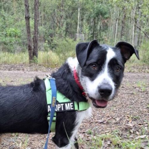 Pepe - Irish Wolfhound Dog