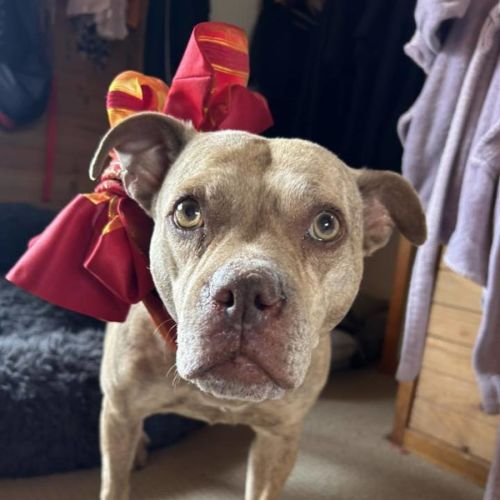 Sicher - Staffordshire Bull Terrier Dog