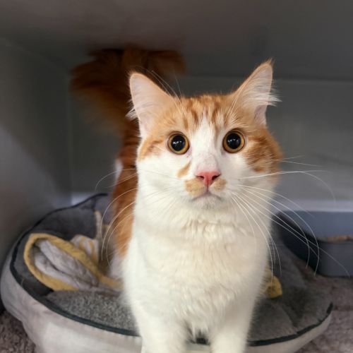 Crouton - Domestic Medium Hair (DMH) Cat