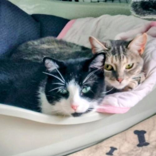 Romeo And Ella Bonded Pair  - Domestic Short Hair (DSH) Cat