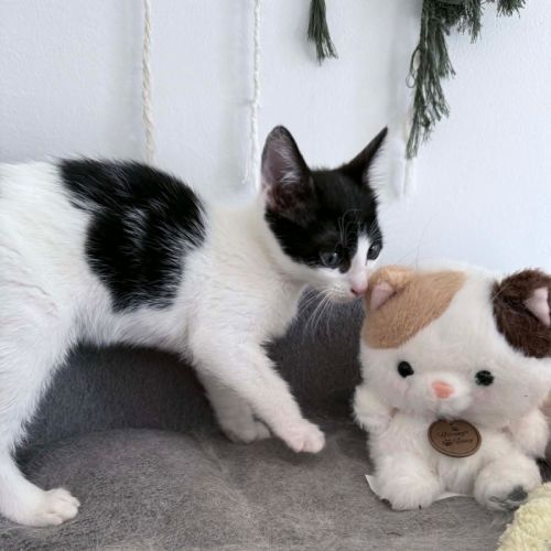 Flayme 💙 - Domestic Short Hair (DSH) Cat