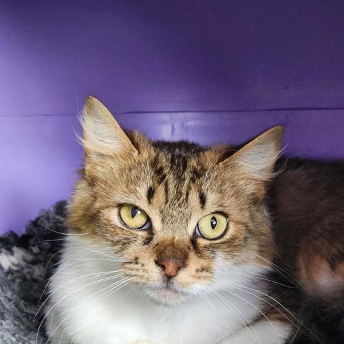 💞 Daphne 6682 💞 - Domestic Medium Hair (DMH) Cat