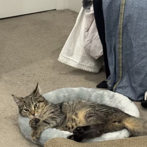 Jason - Domestic Short Hair (DSH) Cat