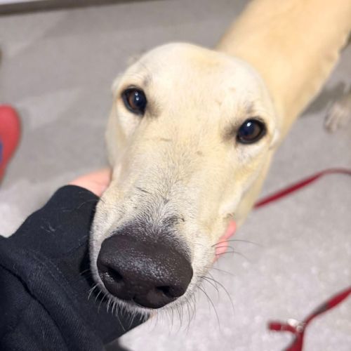 Tyson The Greyhound - Greyhound Dog