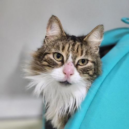 💰 Evan 7344 💰 - Domestic Medium Hair (DMH) Cat