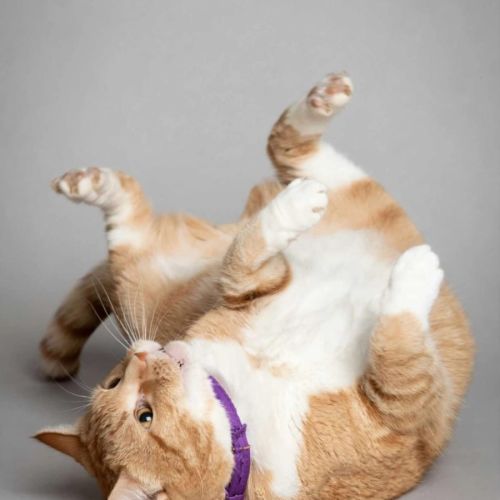 Alani - Domestic Short Hair Cat