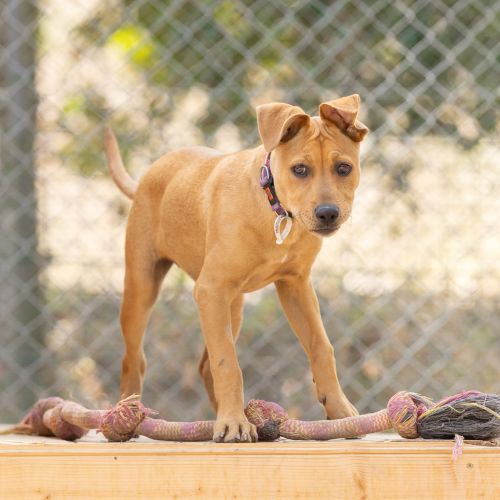 Piper - Australian Kelpie x Staffordshire Bull Terrier Dog
