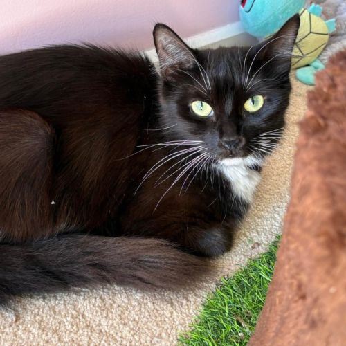 Georgie  - Domestic Medium Hair (DMH) Cat