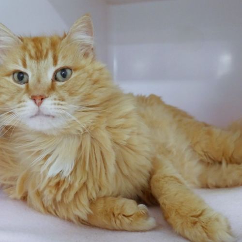 Ollie STA015527 - Domestic Long Hair (DLH) Cat