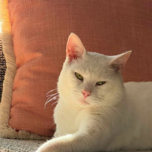 Puffin - Domestic Short Hair (DSH) Cat