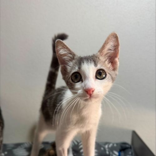 Remus - Domestic Short Hair Cat