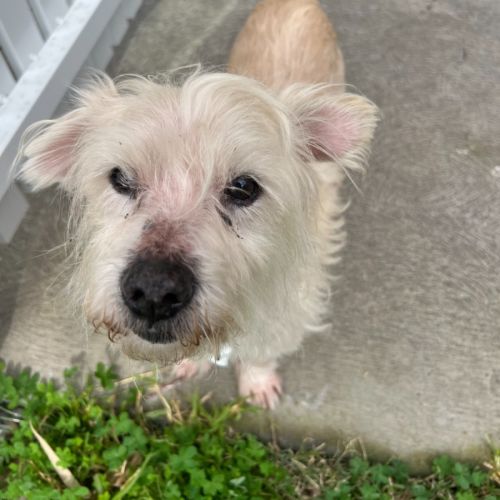 Tony - Maltese Dog