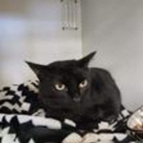 Bubba - Domestic Short Hair (DSH) Cat