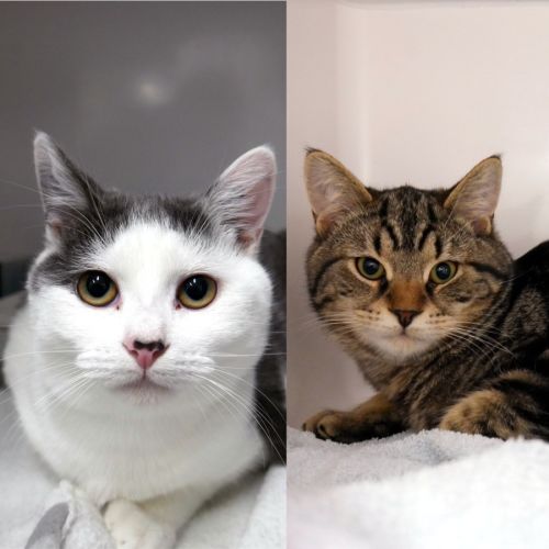 Tommy STK015332 & Rosie STK015333 - Domestic Short Hair (DSH) Cat