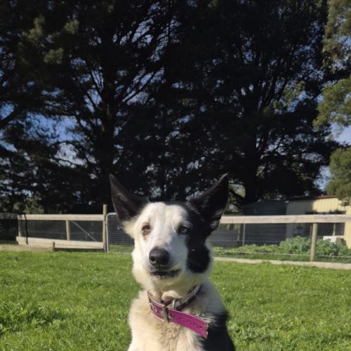 Louie - Border Collie Dog
