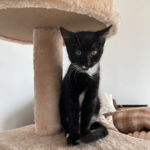 Badger  - Domestic Short Hair (DSH) Cat