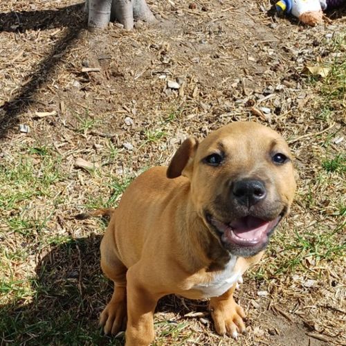 Yeti  - American Staffordshire Bull Terrier Dog