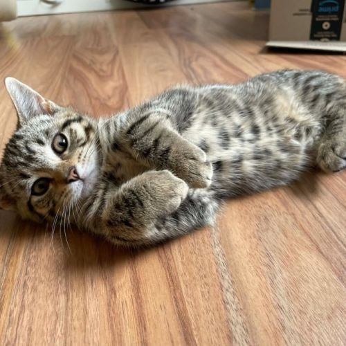 Colo - Domestic Short Hair (DSH) Cat