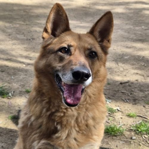 Scotty - German Shepherd Dog