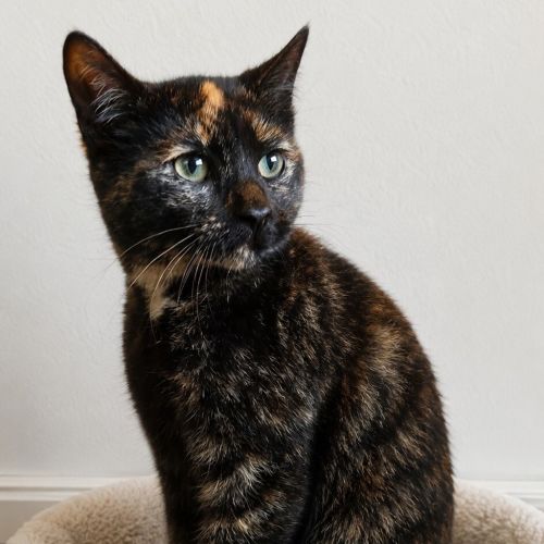 Hayley - Domestic Short Hair Cat