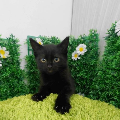 Eury - Domestic Medium Hair (DMH) Cat