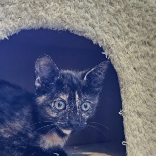 Brie - Domestic Short Hair (DSH) Cat