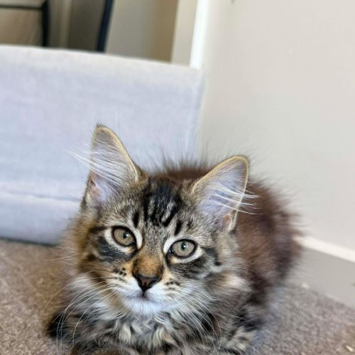 Cha Cha - Domestic Medium Hair (DMH) Cat