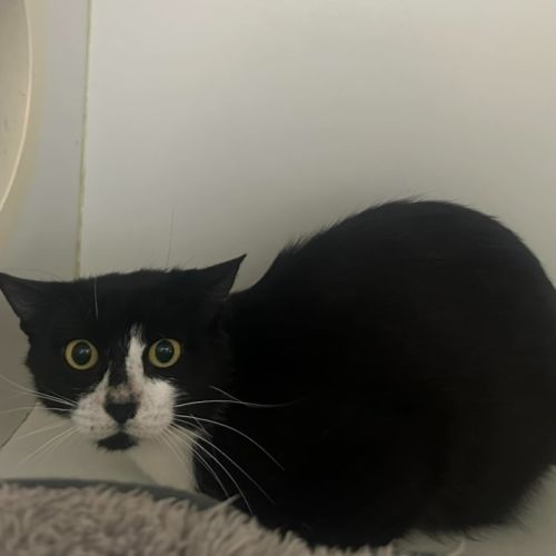 Nova - Domestic Short Hair (DSH) Cat