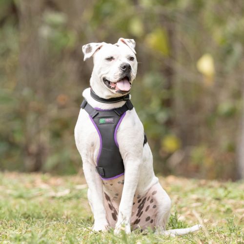 Starlight - Bullmastiff Dog