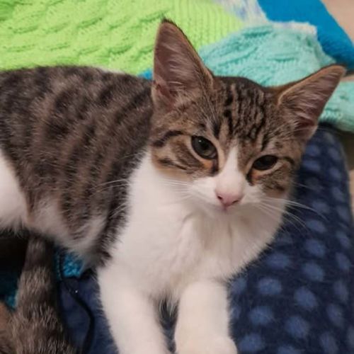 Deek - Domestic Short Hair (DSH) Cat