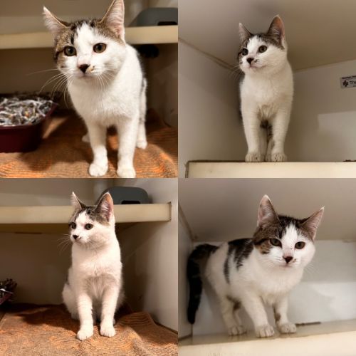 Cleo - Domestic Short Hair (DSH) Cat