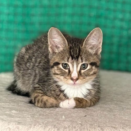 13018 - Alistair - Domestic Short Hair (DSH) Cat