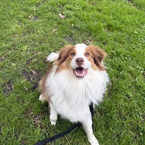 Momo - Border Collie Dog
