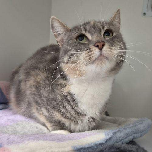 Cutie - Domestic Short Hair Cat