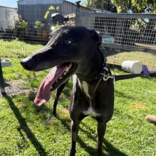 Bobby - Greyhound Dog