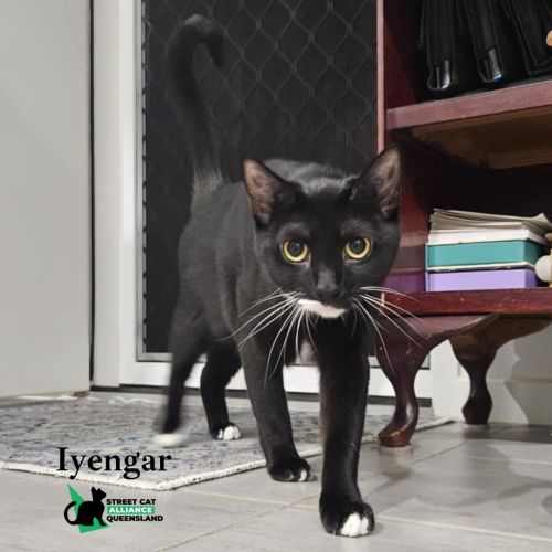 Iyengar - Domestic Short Hair (DSH) Cat