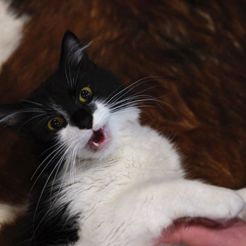 Freddy - Domestic Short Hair (DSH) Cat