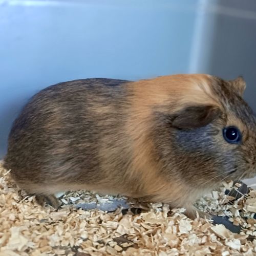 Clay - Domestic Short Hair Guinea Pig